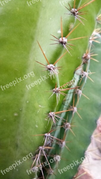 Cactus Spins Fork Free Photos