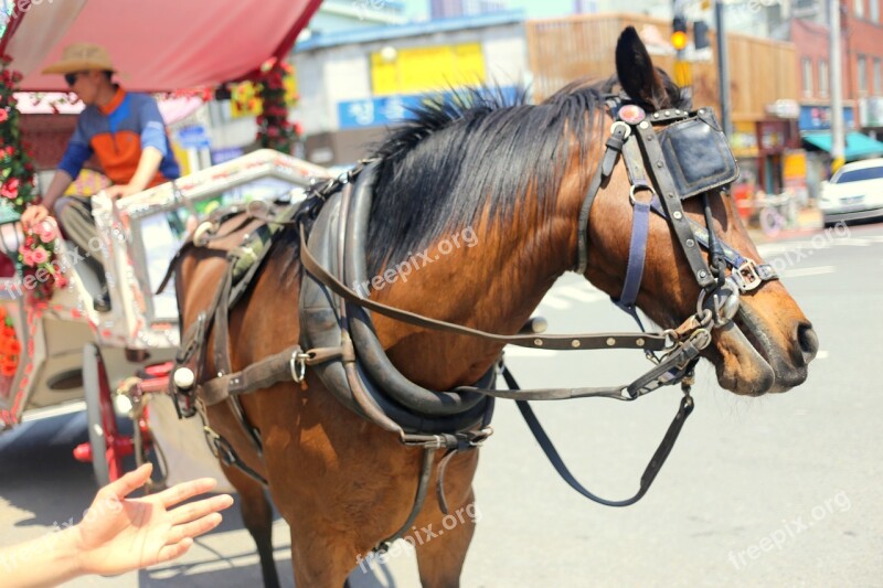 Horse Animal Strong Nature Wilderness