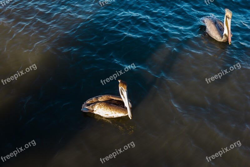 Pelican Wildlife Florida Wild Life