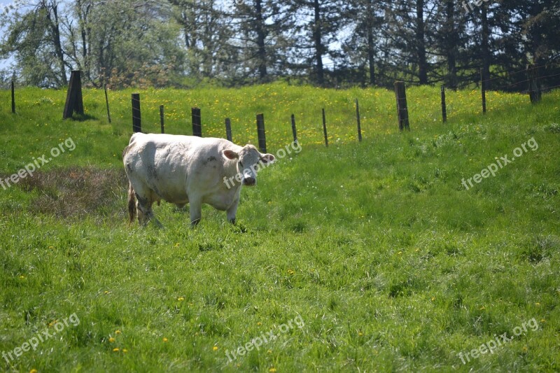 White Cow Cow Field Fence Free Photos