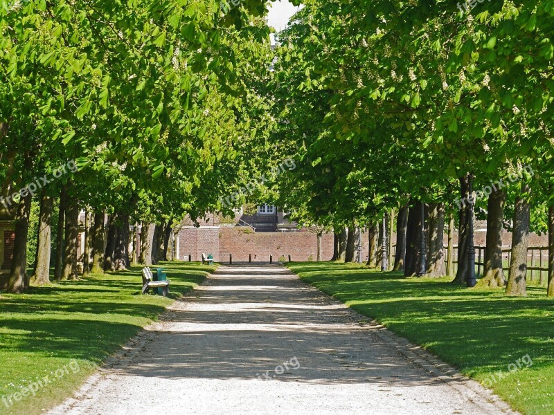 Chestnut Avenue Inflorescence Spring Leaves Shadow