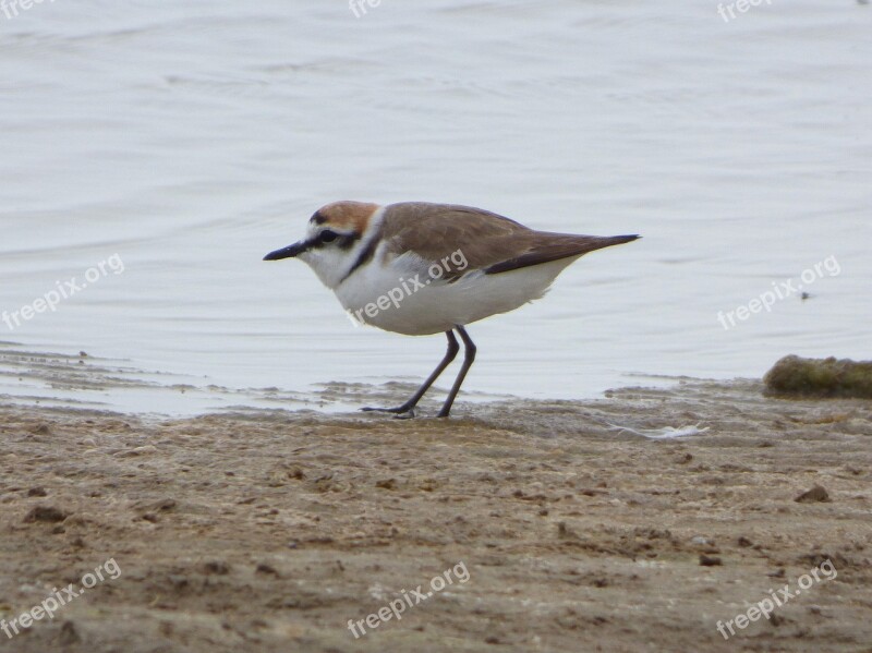 Bird Charadrius Dubius Ebro Delta Corriol Anellat Free Photos