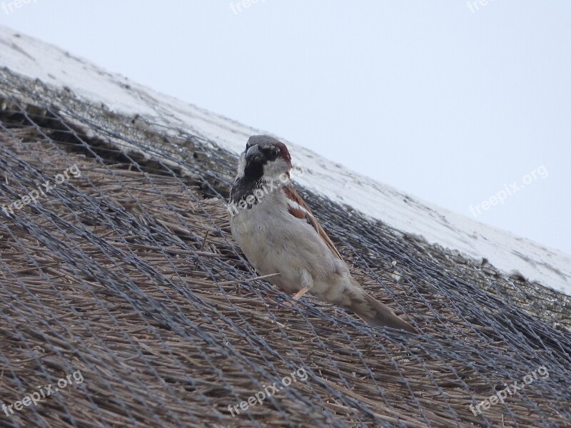 Sparrow Roof Barraca Bird Free Photos