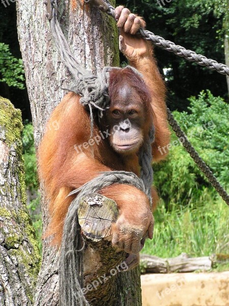 Monkey Orang Utan Mammal Nature Cute