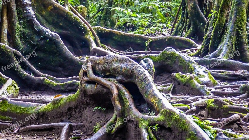 Tree Nature Landscape Old Tree Forest