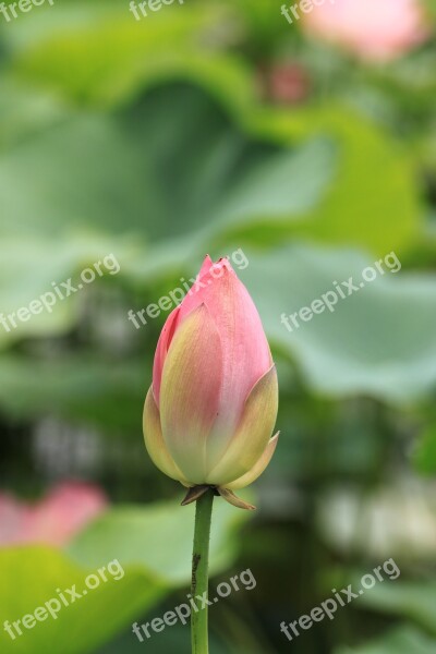 Lotus Kite Nature Pond Plants Flower Horn