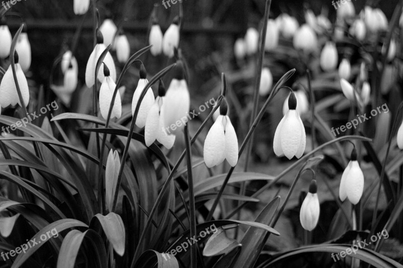 Snowdrops Flowers Black And White Nature Blooming