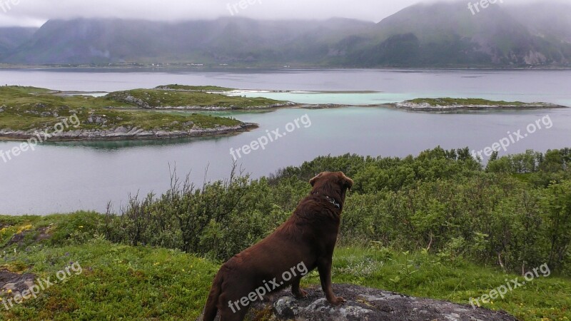 Norway Dog Lofoten Landscape View