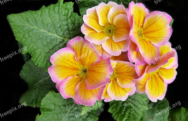 Primrose Flower Plant Yellow Blooming