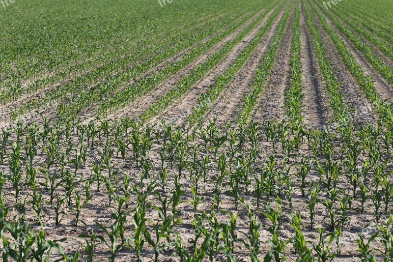 Young Corn Plant Green Farming Farmland Agriculture