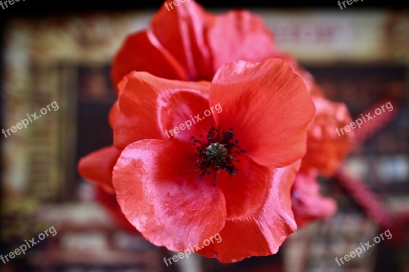 Poppy Flowers The Fjords Of The Field Wild Flowers Poppy Red