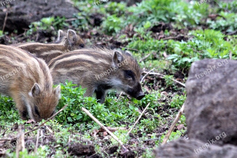 Wild Boar Pigs Sus Scrofa Wild Pig