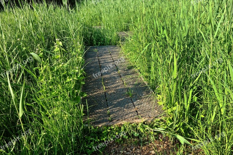 Board Walk Wood Planks Crossing Marsh