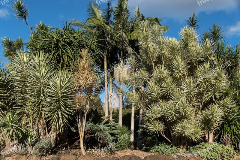 Garden Trees Sub-tropical Green Spikey