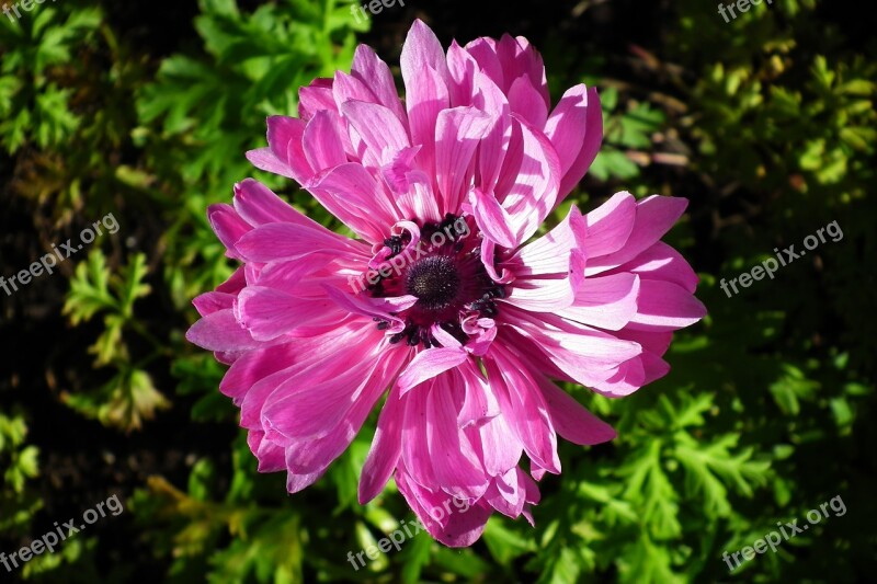 Flower Anemone Pink Closeup Nature