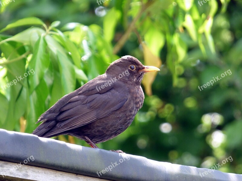 Blackbird Bird Nature Animal Black