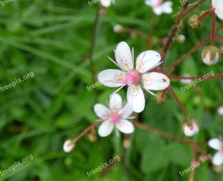 Blossom Bloom Flower Pink Nature