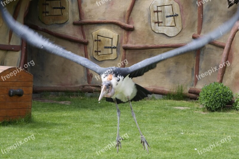 Marabu Animal World Adjutant Bird Africa Flying