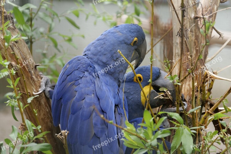 Ara Wild Bird Ara Militaris South America Eclectus Parrot