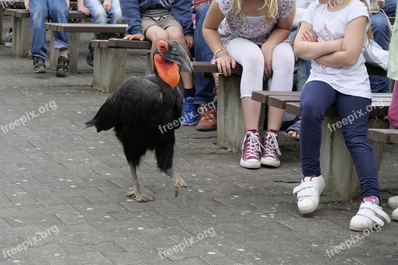 Ground-hornbill Animal Bird Bill Hornbill