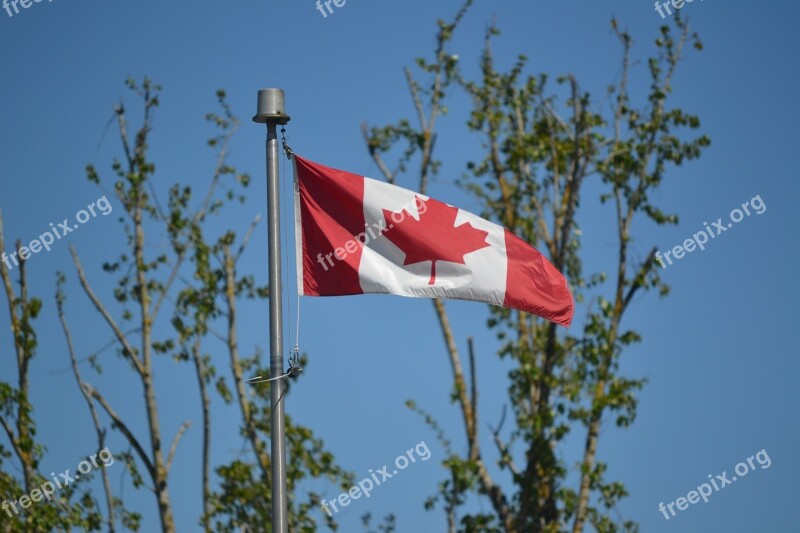 Canadian Flag Flag Maple Leaf Trees Free Photos