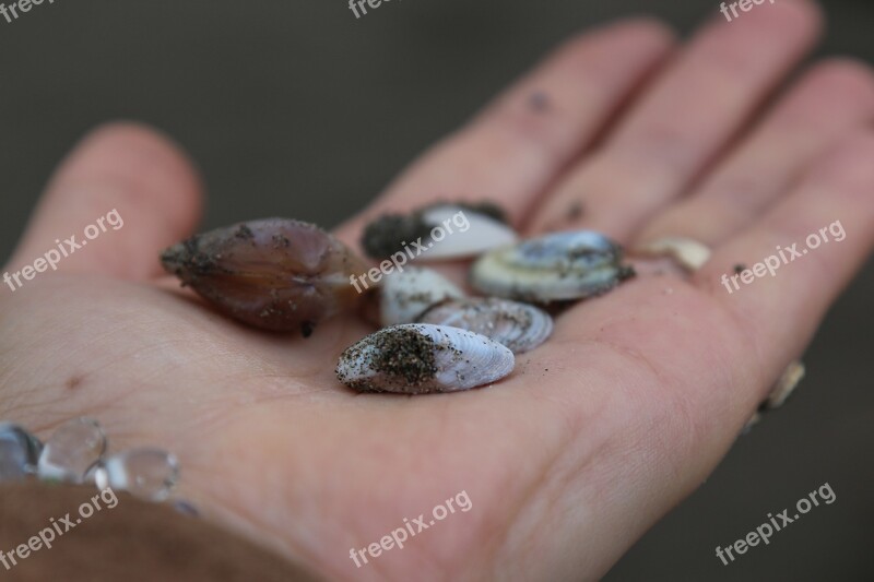 See Sea Shell Holiday Day Ocean