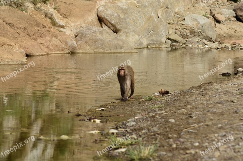 Wildlife Monkey Coat Baboons Ape Primates