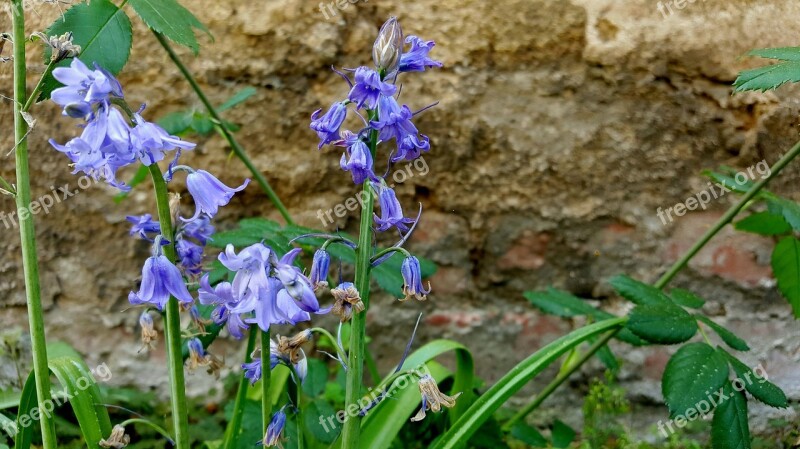 Bellflower Wall Nature Meadow Free Photos