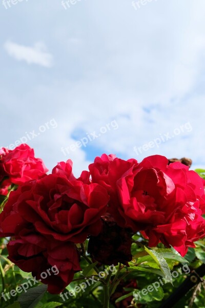 Sky Roses Flowers Red Roses Red