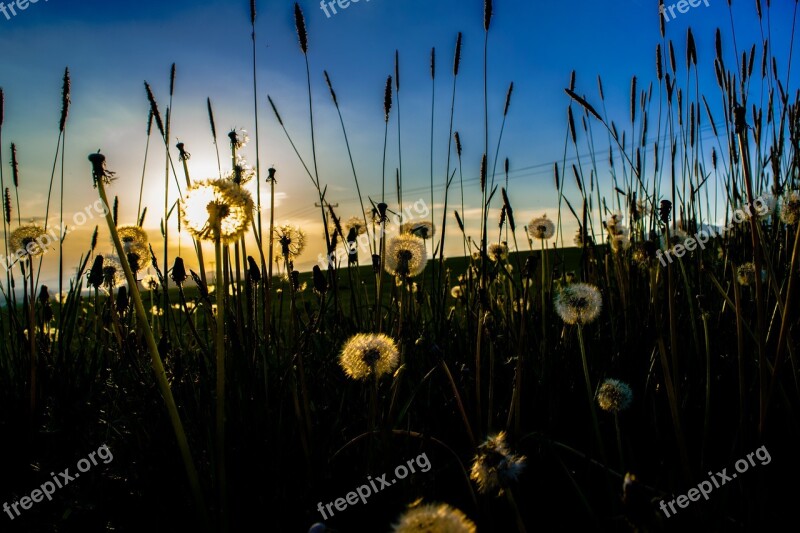 Sunset Flowers Dandelions Fluff Sun