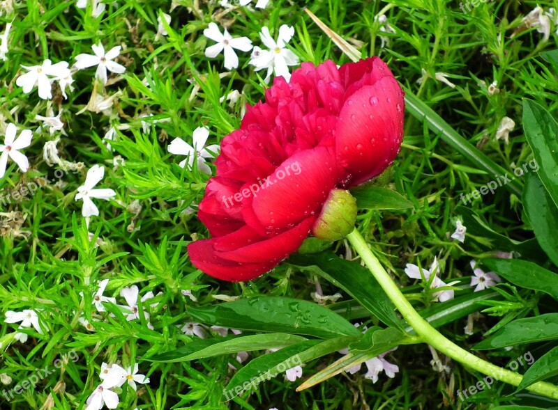 Flower Peony Spring Garden Nature