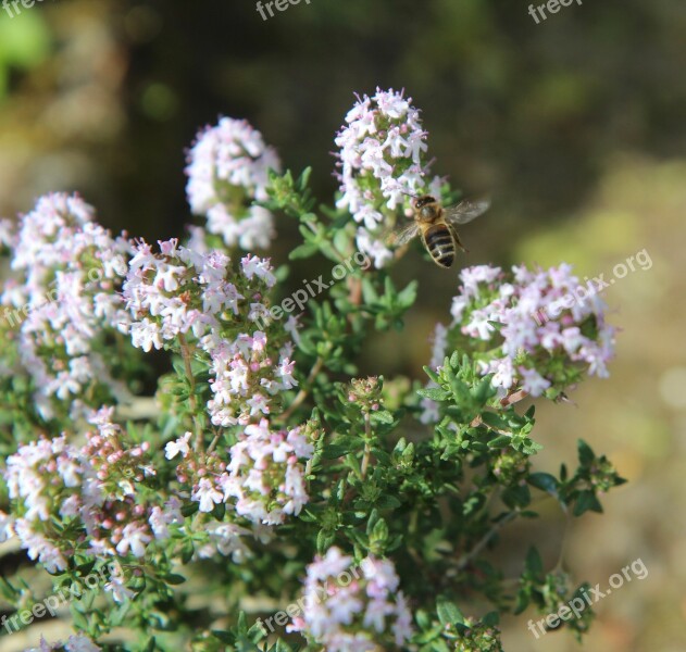 Thyme Thyme In Flower Insect Bee Flowering