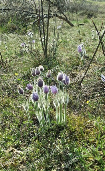 Pasque Flower Plant Czechia Podyjí National Park Spring