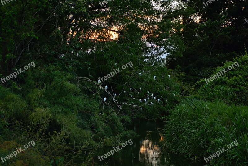 Cattle Egrets Nesting Birds Wildlife Outdoors