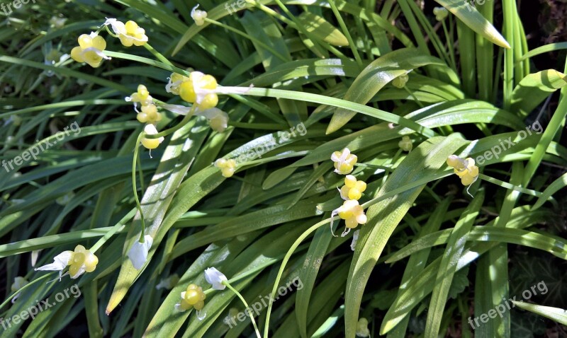 Plant Bear's Garlic Wild Garlic Herb Wildwachsend