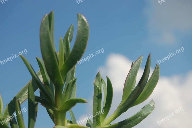 Carpobrotus Hottentot Fig Succulent Plant Free Photos