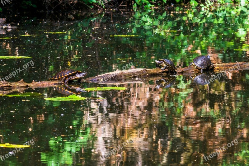 Turtles Nature Green Turtle Animal World Animal