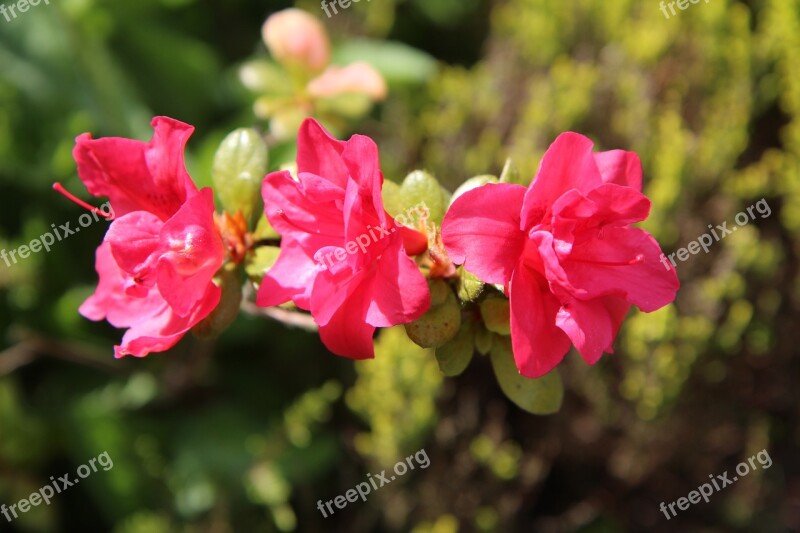 Azalea Azalea Red Azalea China Red Flowers Petals Red