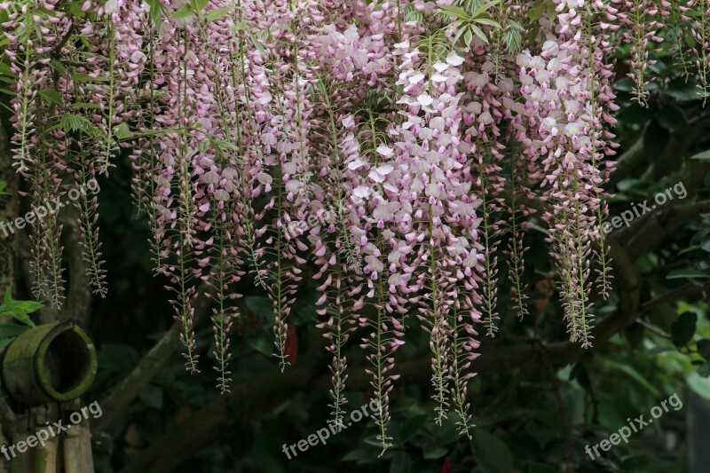 Glycine Climbing Creeper Flowers Flowering