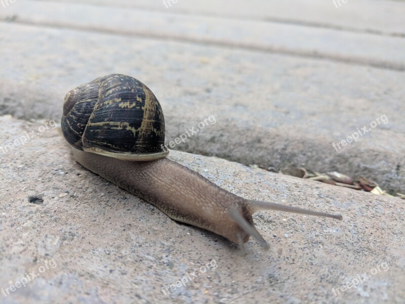 Garden Snail Gastropod Snail Free Photos