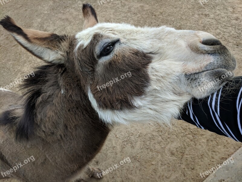 Donkey Hooved Mammal Mammal Farm Animal Free Photos