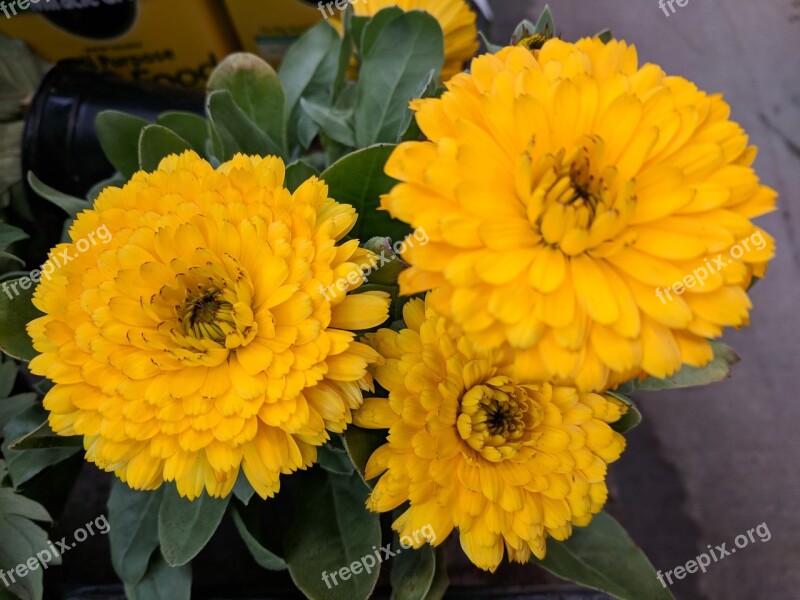 Chrysanthemum Mum Flower Yellow Chrysanthemum Nursery