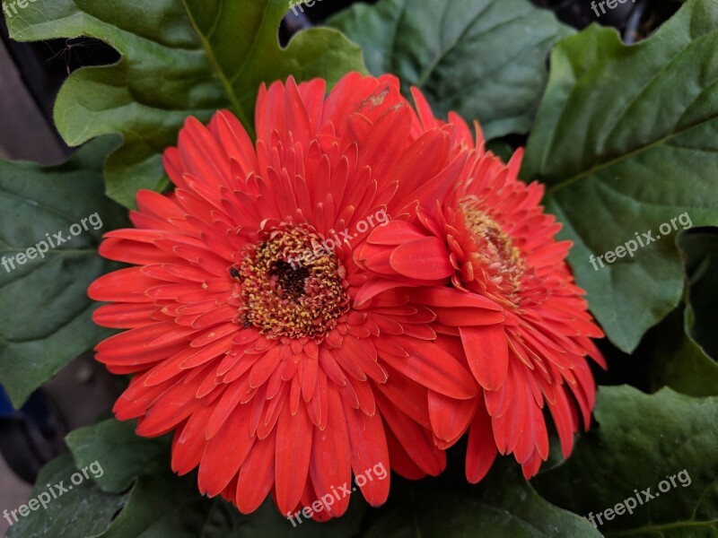 Gerbera Daisy Red Daisy Coral Color Nursery Flower