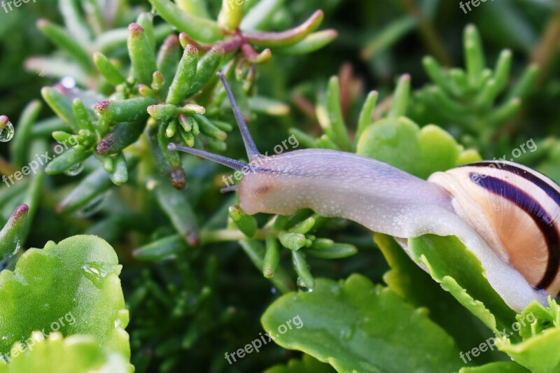 Snail Garden Slow Green Leaf Snail Shell