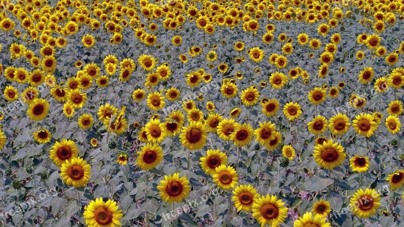 Sunflower Sunflowers Sunflower Fields Fields Free Photos