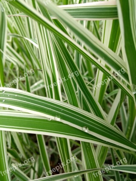 Drop Of Water Plant Green Mess Leaf