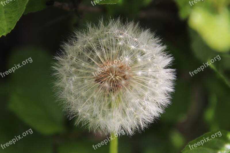 Dandelion Seeds Close Up Macro Nature