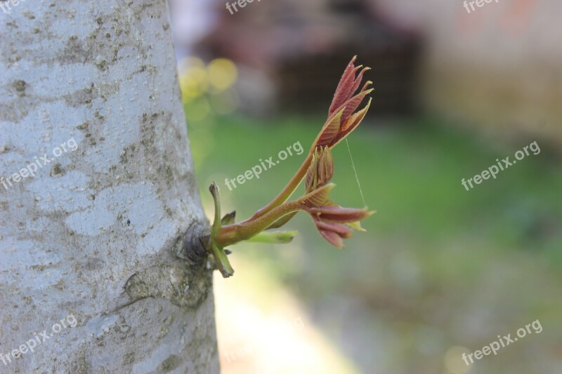 Tree Sprout Nature Izmit Free Photos