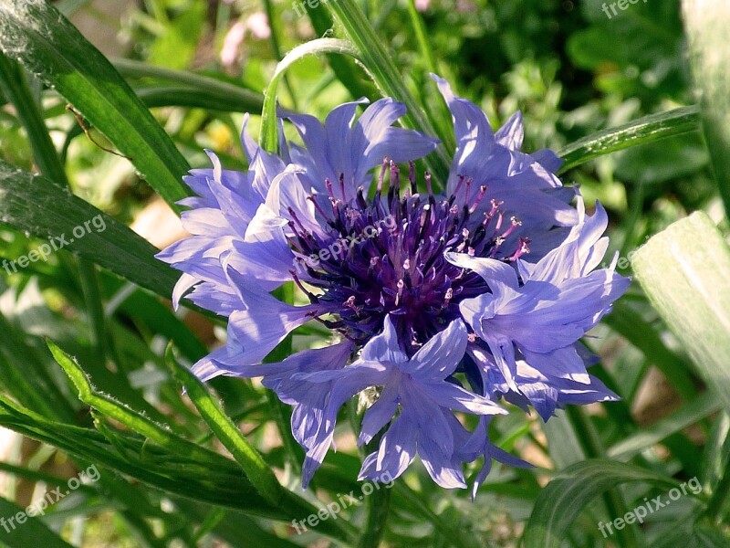 Cornflower Blossom Bloom Flower Purple