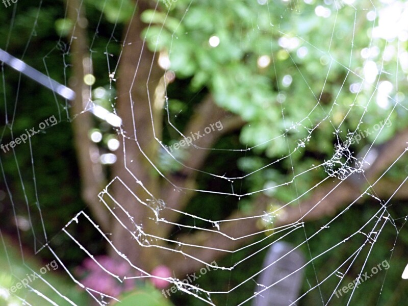 Cobweb Web Nature Cobwebs Close Up